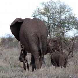 Le Parc Kruger