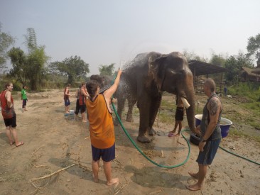 Elephant Retirement Park - Petite douche