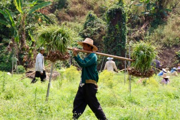 Road Trip Nord Thailande - Récolte d'ail