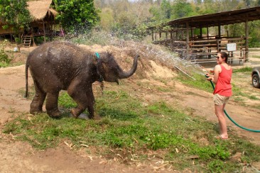 Elephant Retirement Park - Petite douche