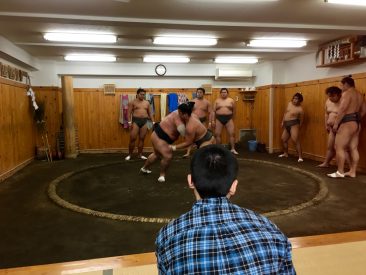 Entrainement de sumos