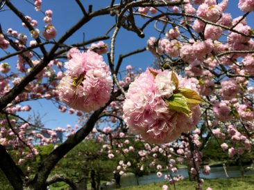 Jardin Hamarikyu