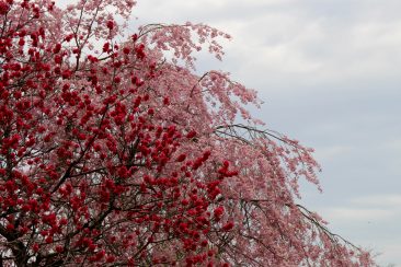 Les  cerisiers en fleurs