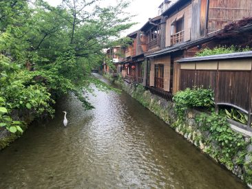 Shirakawa Minami Dori - L'une des plus belles rues du Japon