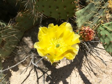 Fleur de Cactus