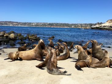 La Jolla