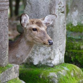 Nara