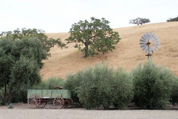 Los Olivos