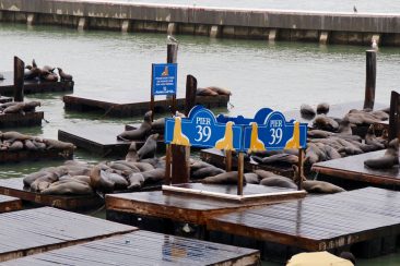 Pier 39