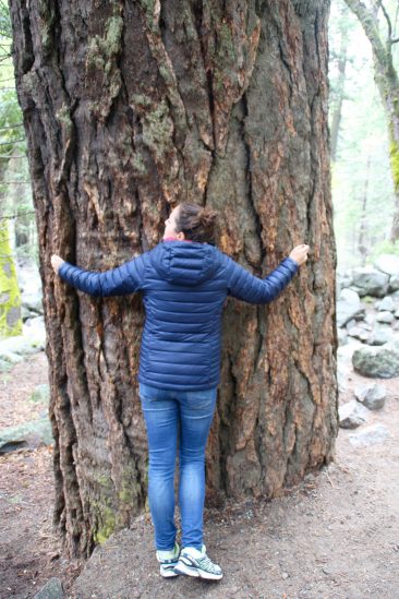 Il parait que faire un calin à un arbre relaxe