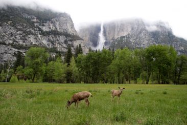 Yosemite Fall et ses biches