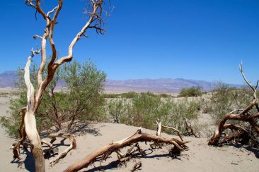 Mesquite Flat Sand Dunes