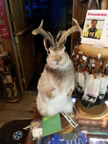 Jackalope