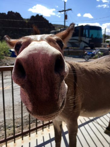 Oatman et ses ânes