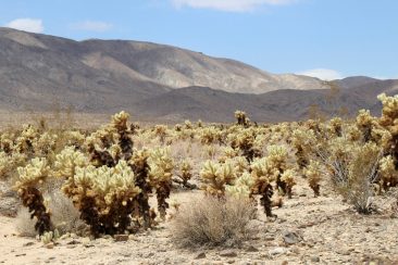 Cholla Cactus Garden