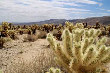 Cholla Cactus Garden