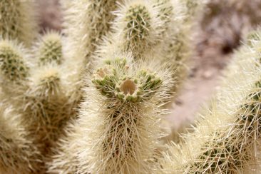 Cholla Cactus Garden