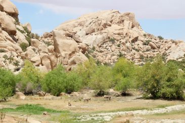 Barker Dam et ses bouctins