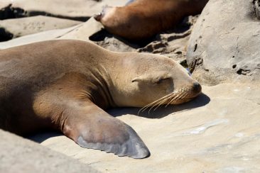 La Jolla