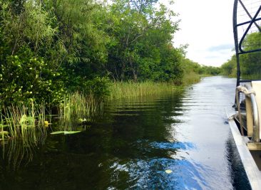 Airboat sur les Everglades sous le soleil