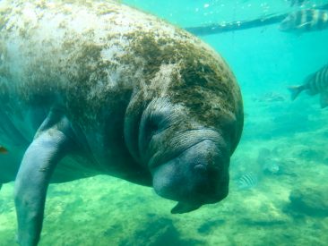 Homosassa Springs et ses lamentins