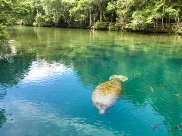 Homosassa Springs et ses lamentins :)