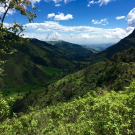 Vallée de Cocora