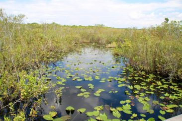 Everglades National Park - Anhinga Trail