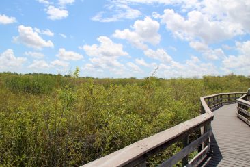 Everglades National Park - Anhinga Trail