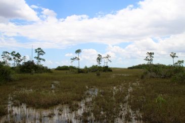 Everglades National Park - Pa-Hay-Oke Trail