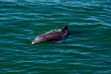 Naples - Les dauphins dans leur environnement naturel