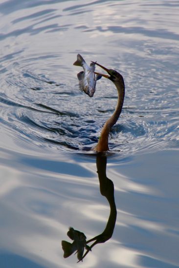 Balade au Lac Hancock  - Ses animaux sauvages