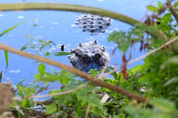 Balade au Lac Hancock  - Ses animaux sauvages