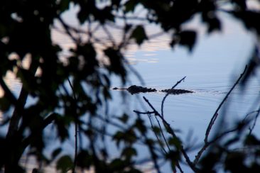 Balade au Lac Hancock  - Ses animaux sauvages