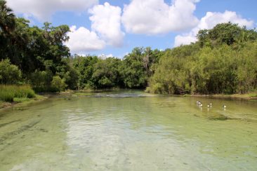 Lithia Major Spring - Petite baignade