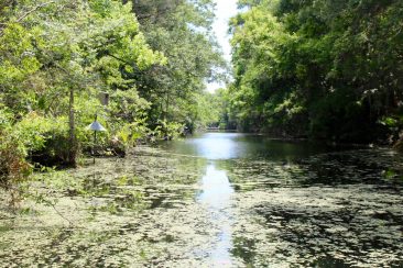 Homosassa Springs