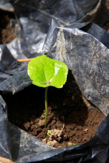 Firma de Café: le plant