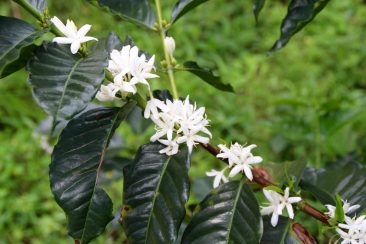 Firma de Café : La fleur