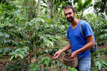 Firma de Café: la recolte