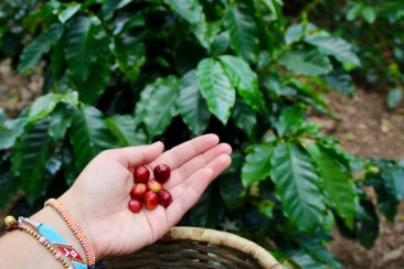 Firma de Café : les grains