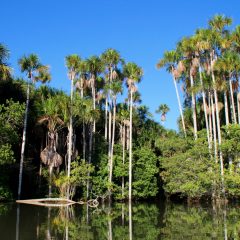 Immersion dans la jungle amazonienne