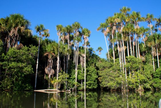 Immersion dans la jungle amazonienne