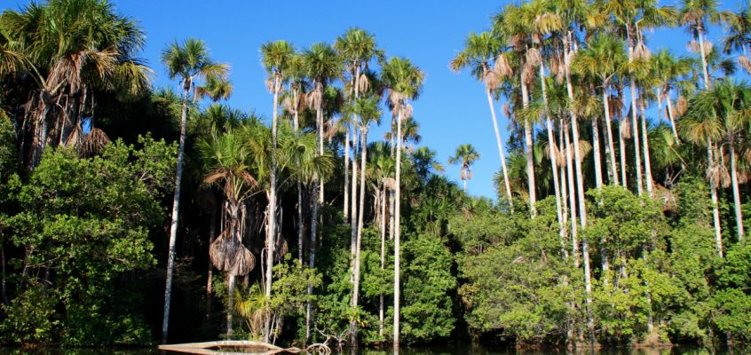 Immersion dans la jungle amazonienne