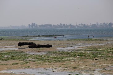 Réserve Nationale de Paracas - Les flamants roses