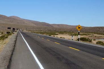 En route pour le canyon del colca - Attention Vigognes