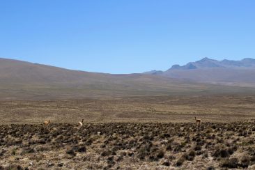 La pampa désertique et des vigognes sauvages