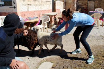 La chasse aux moutons