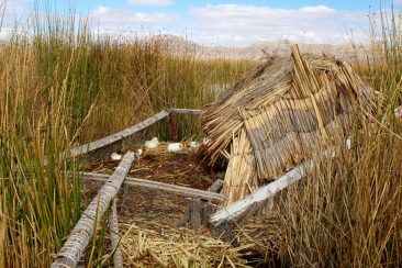 Iles d'Uros - Les cuys