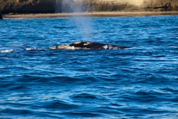 Excursion en bateau