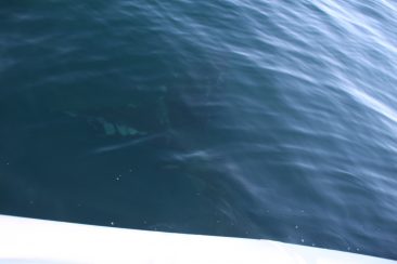 Excursion en bateau - Et hop en dessous